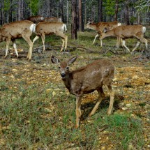 Deer on the access road to Bryce Canyon